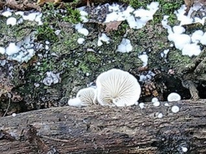 87 Da determinare bosco misto di latifoglia lignicolo 580 mt s.l.m